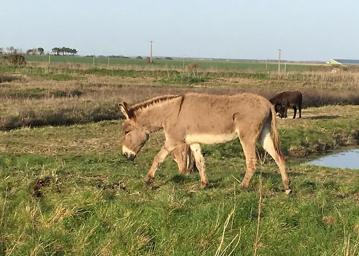 Le Clos De La Viniere בית הארחה ז'אר-סור-מר